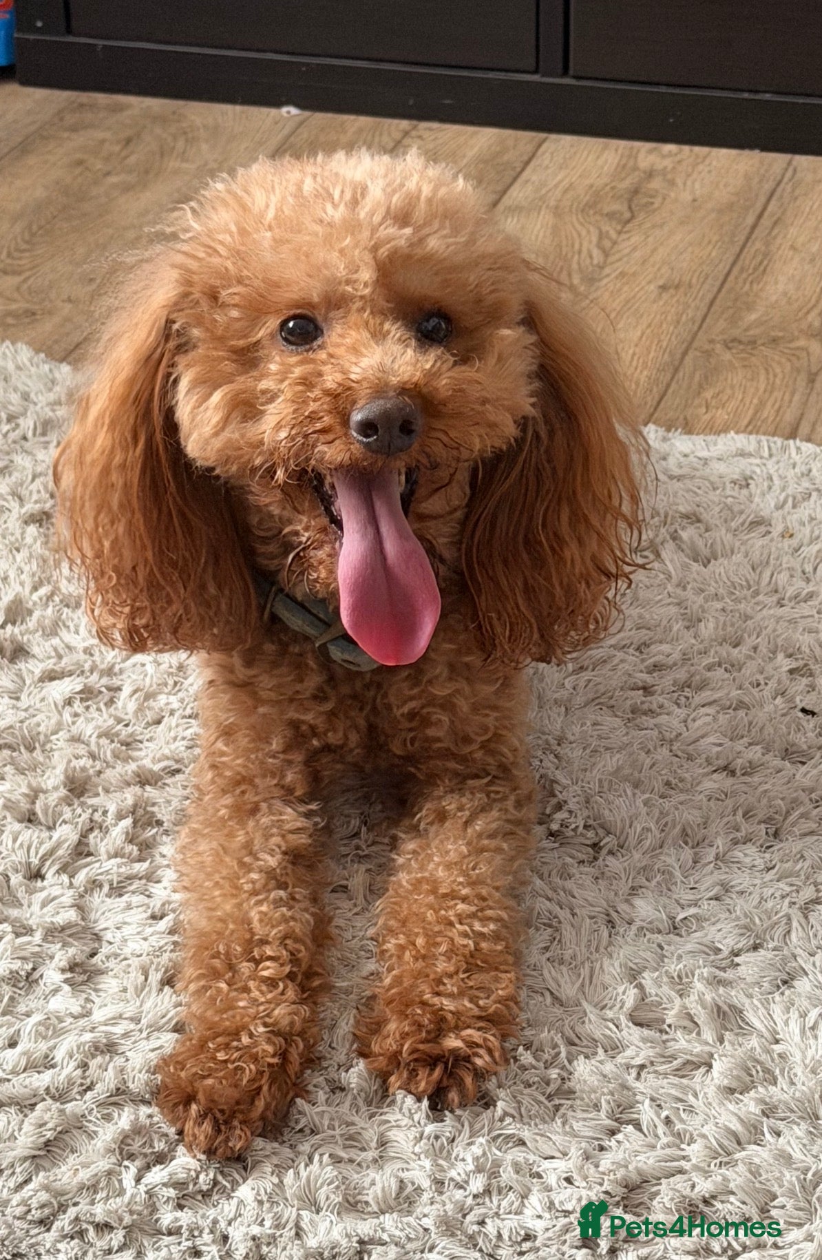 Toy Poodle dogs KC registered Toy Poodle Boy - Advert 1