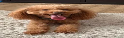 Toy Poodle dogs for sale: KC registered Toy Poodle Boy - Advert 1