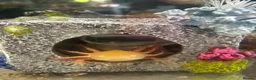 Axolotl reptiles for sale: 18 month old Golden axolotl  in Stourport-on-Severn - Advert 7