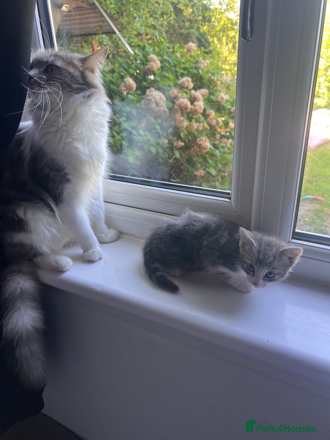 Mixed Breed cats for sale: Beautiful kittens - Image 3