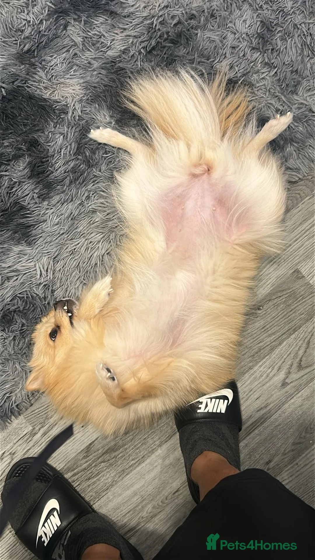 Pomchi dogs for sale: Happy - Advert 3