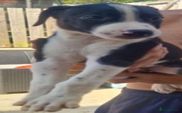 Lurcher dogs for sale: Beautiful lurcher puppies - Image 4