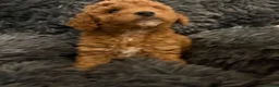 Cavapoochon dogs for sale: Therapy Puppies  - Advert 7
