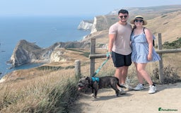 Staffordshire Bull Terrier dogs for sale: 4yr old female staffy - Image 11