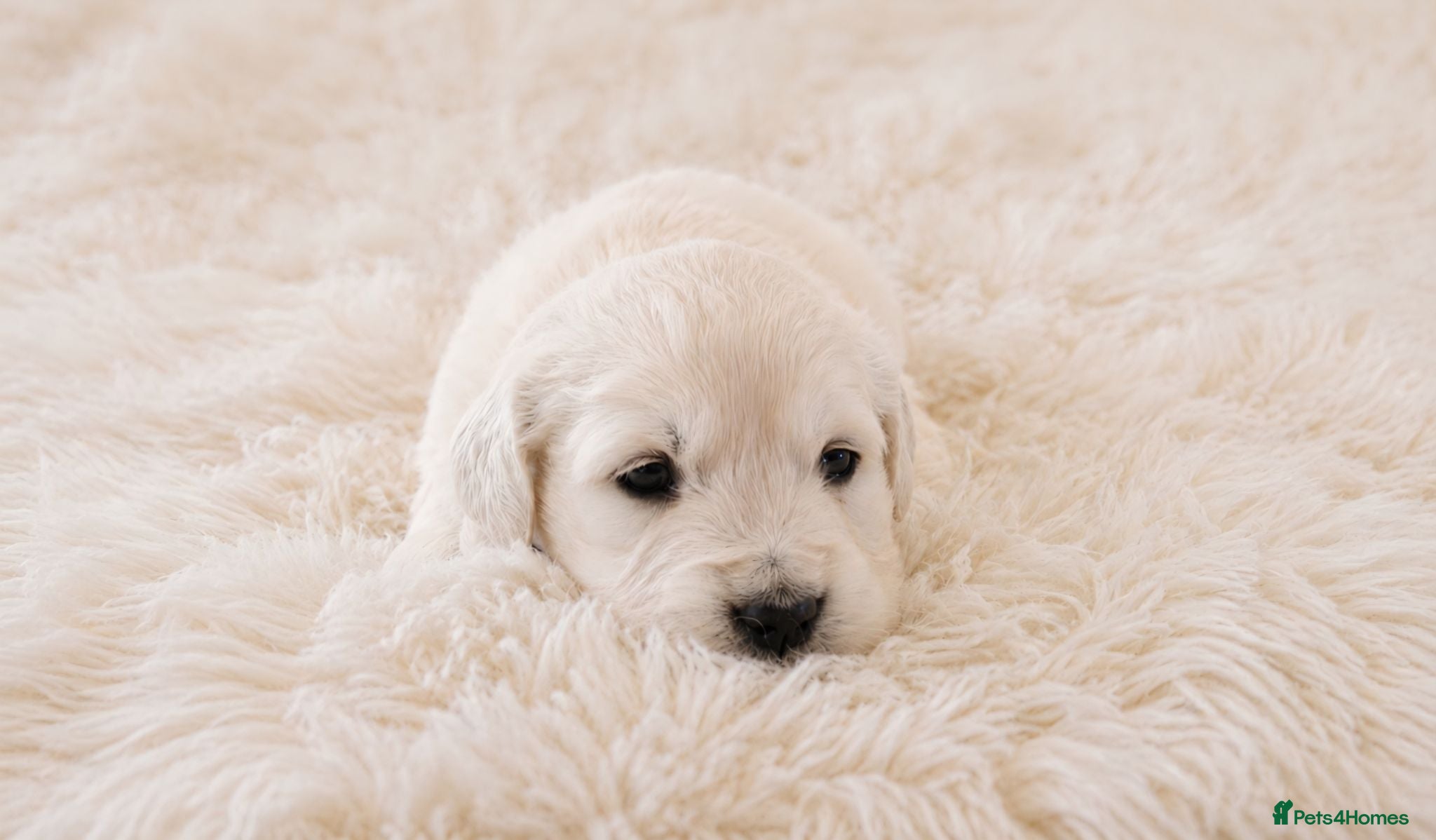 Golden Retriever dogs Newmiller Retrievers - One Girl Avaliable - Advert 1