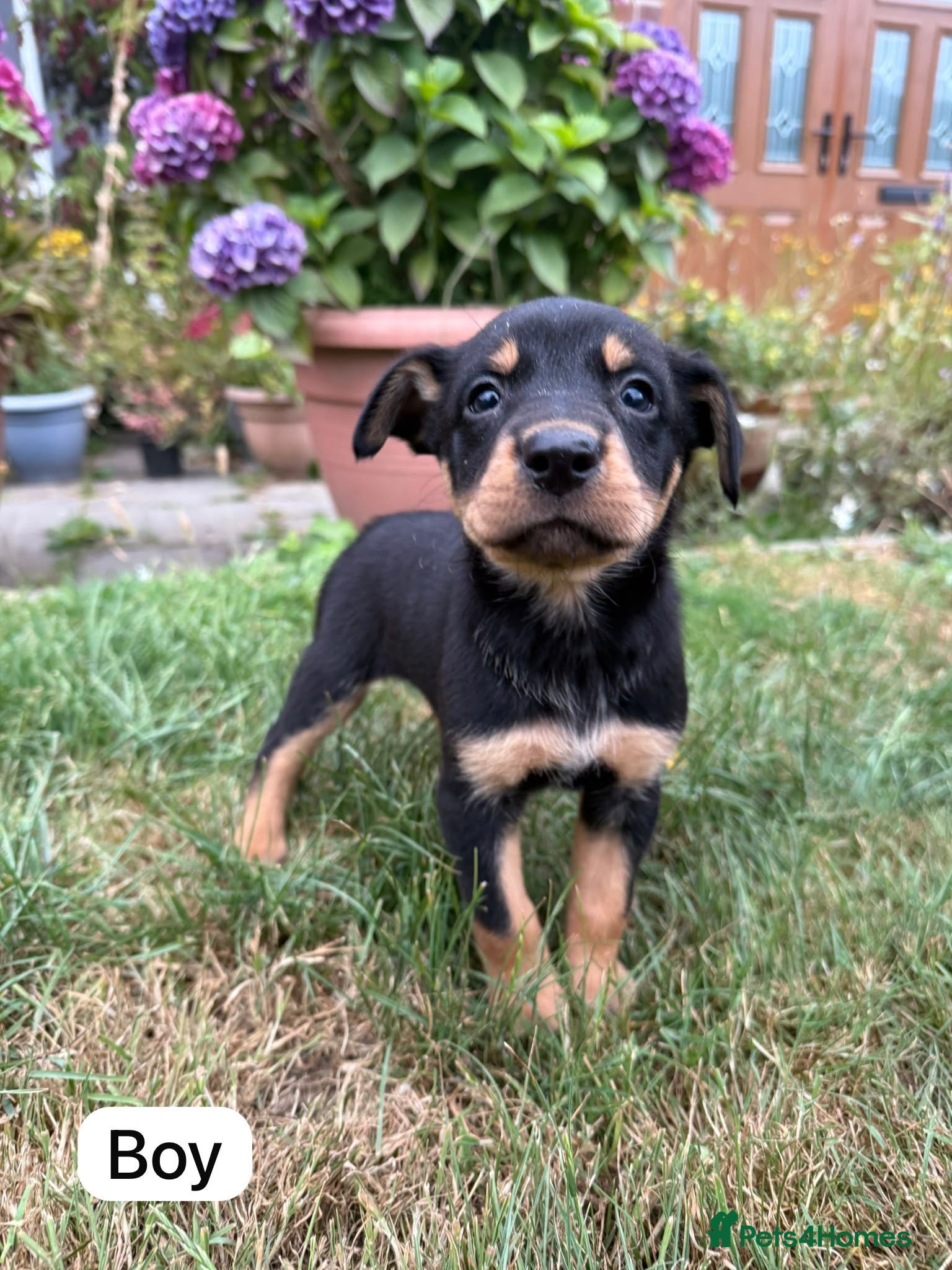 Australian Kelpie dogs Australian Kelpie Puppies - Advert 1