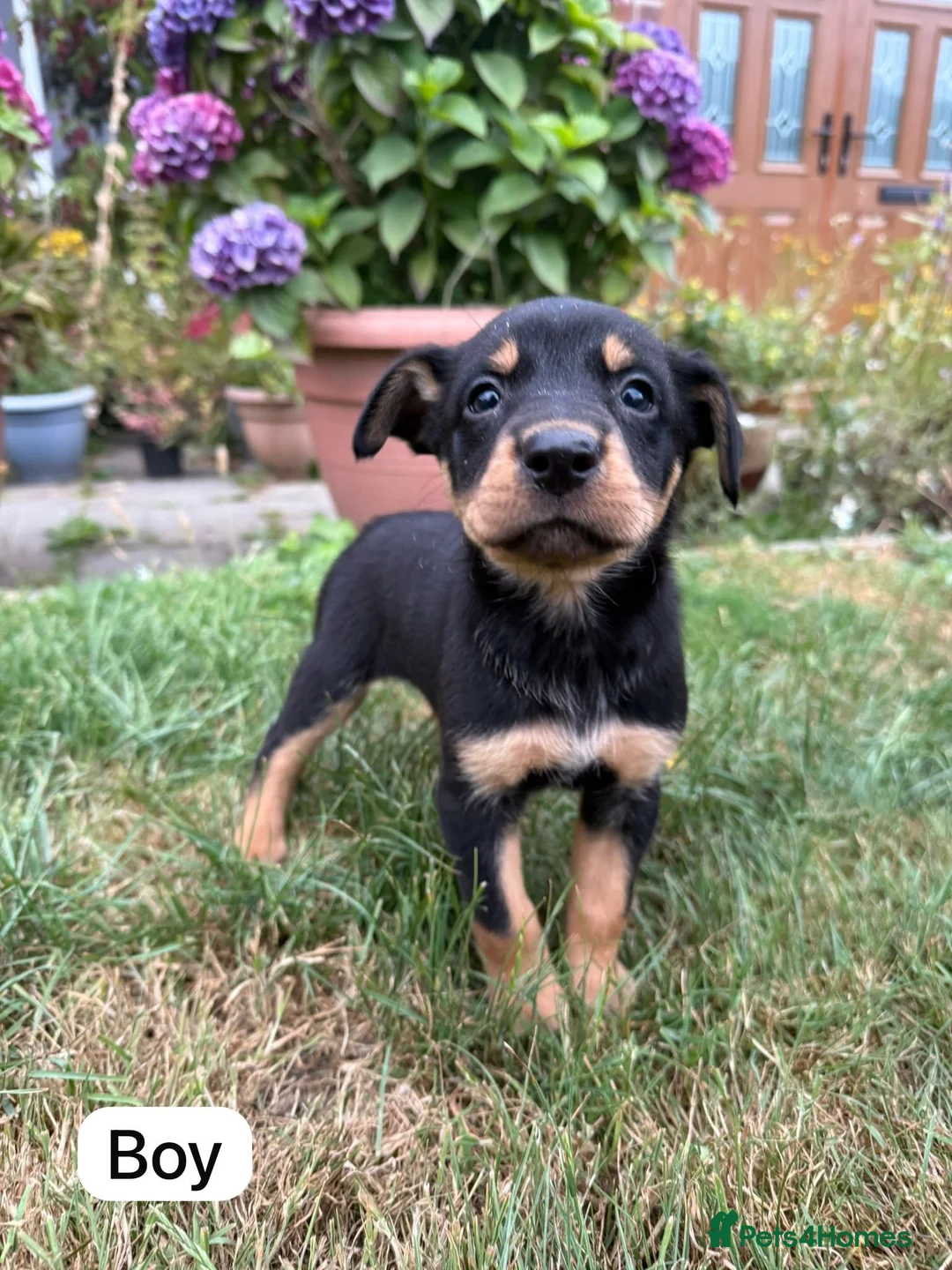 Australian Kelpie dogs for sale: Australian Kelpie Puppies - Advert 1