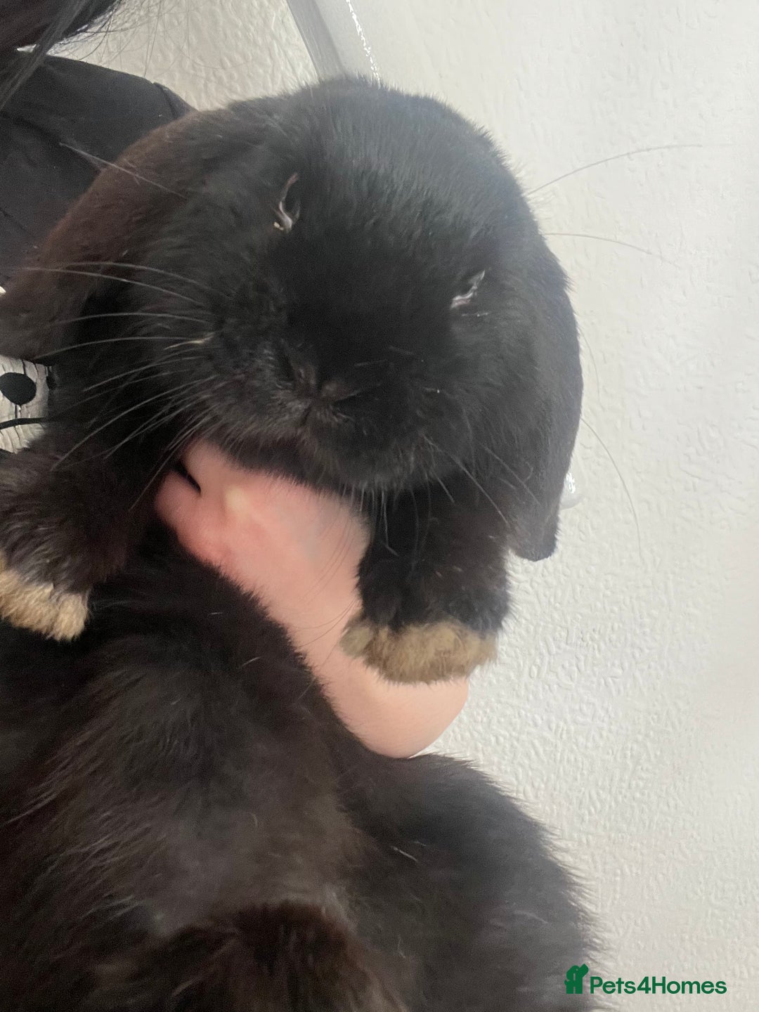 French Lop rabbits for sale: Bunny - Advert 2