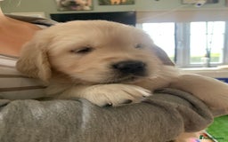 Golden Retriever dogs for sale: Gorgeous KC reg Golden Retriever Puppies - Image 11