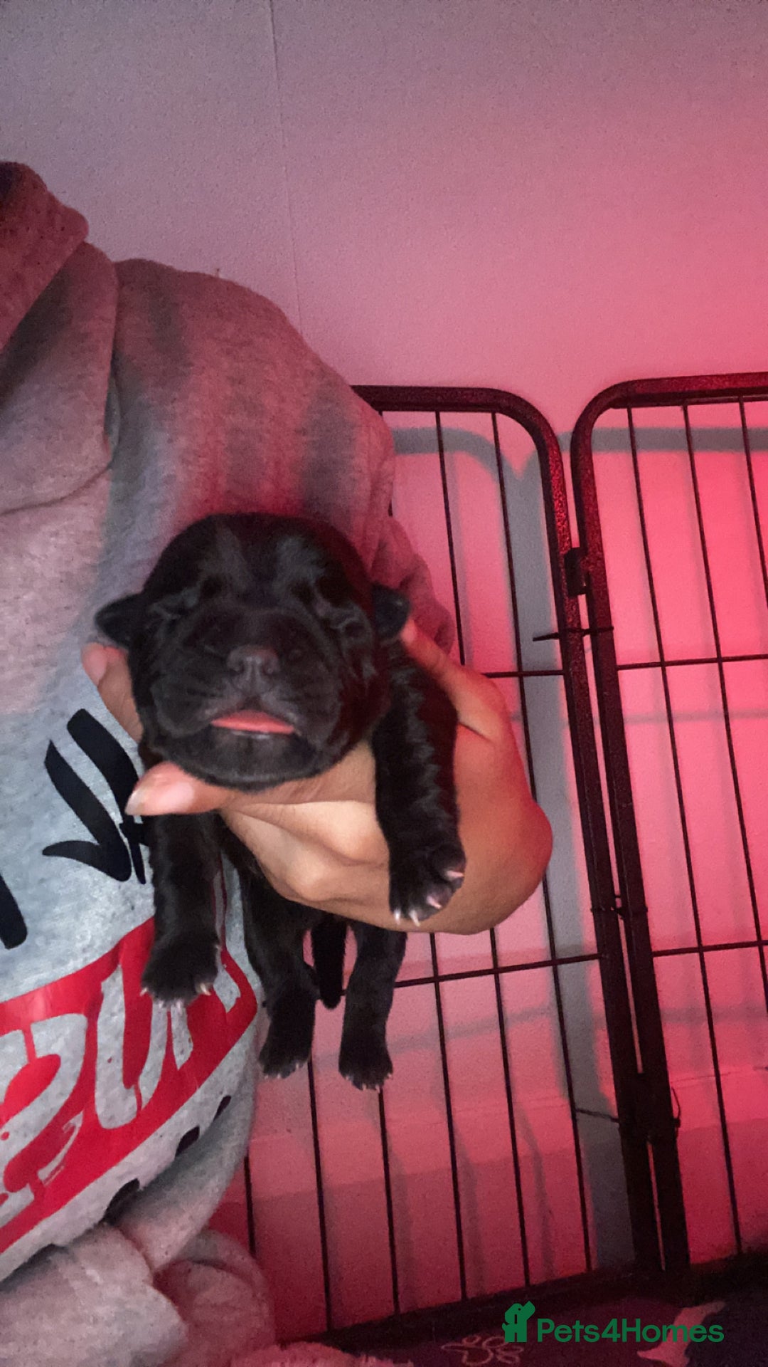 Mixed Breed dogs for sale: Chowbull pups for sale - Image 16