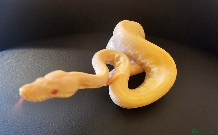 Python Snake reptiles - Advert 6
