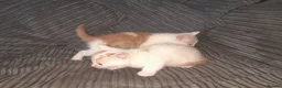 Mixed Breed cats for sale: 11 Adorable kittens 🐾 - Advert 21