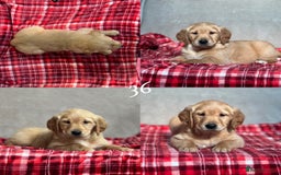 Golden Retriever dogs for sale: STUNNING GOLDEN RETRIEVER PUPPIES READY NOW - Image 17