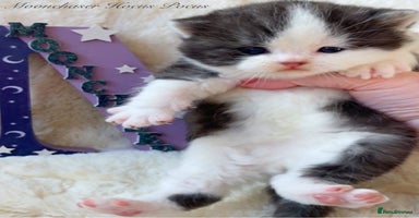 British Shorthair cats - Advert 11