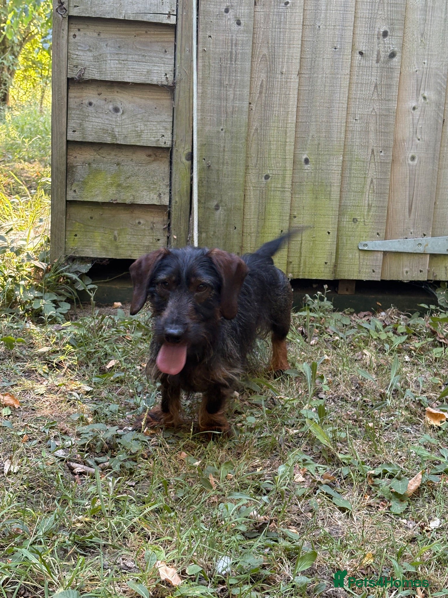 Miniature Dachshund dogs Wired haired Dachshund  - Advert 2
