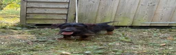 Miniature Dachshund dogs for sale: Wired haired Dachshund  - Advert 1