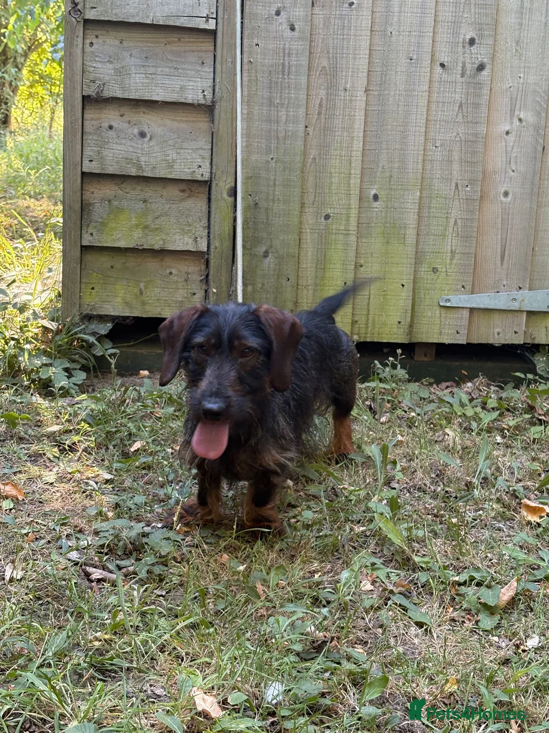 Miniature Dachshund dogs for sale: Wired haired Dachshund  - Advert 1