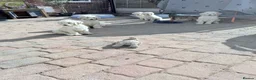Standard Poodle dogs for sale: 🥇 White KC Standard Poodle Puppies – Ready Now ✨ - Advert 11