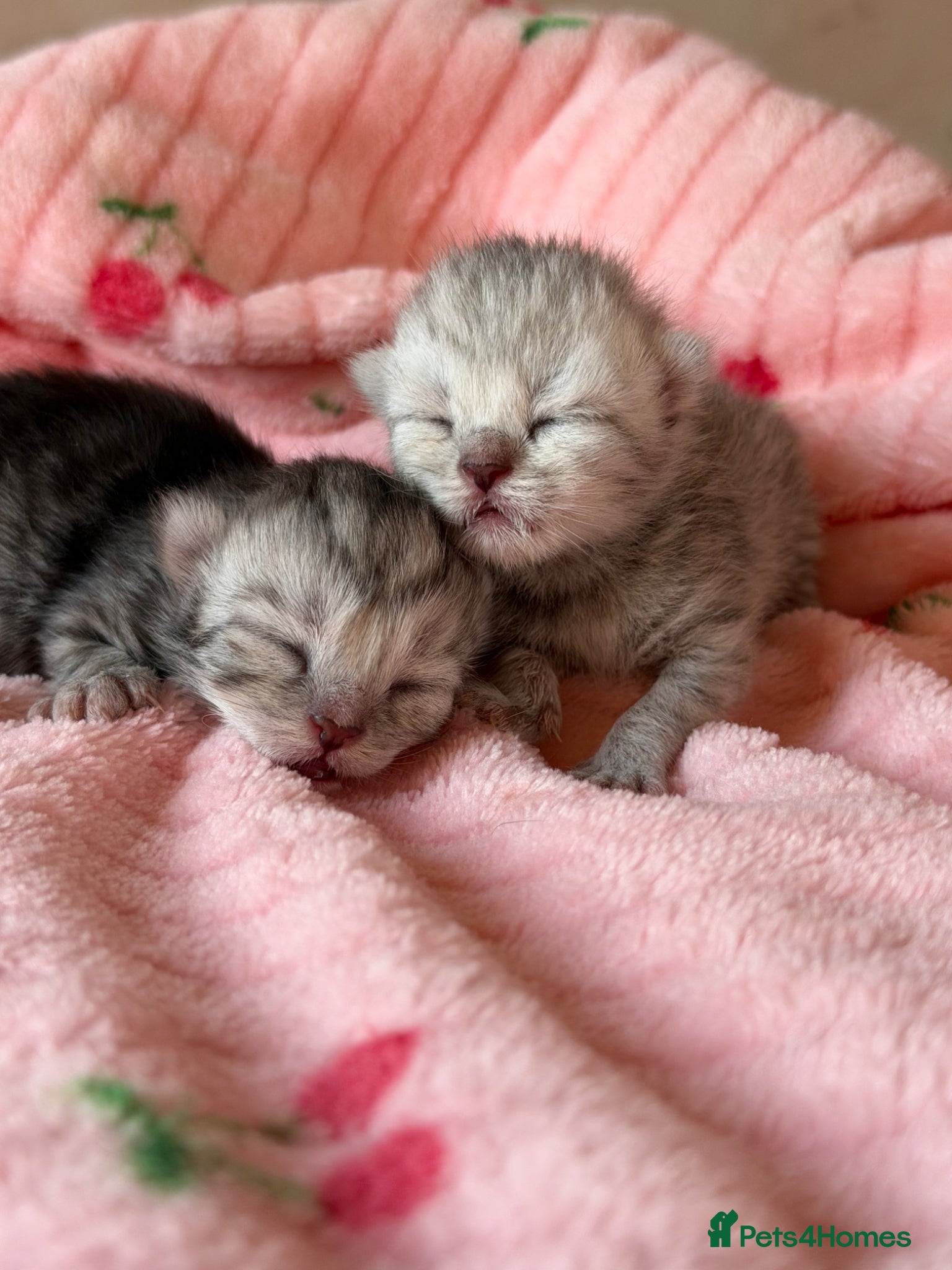 British Shorthair cats Pedigree Silver snow British shorthair litter - Advert 11