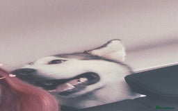 Siberian Husky dogs for sale: Beautiful boy needing forever home - Image 6