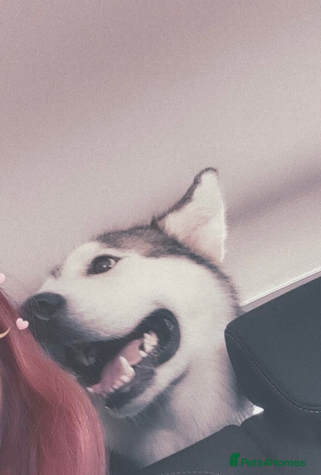 Siberian Husky dogs for sale: Beautiful boy needing forever home - Image 6