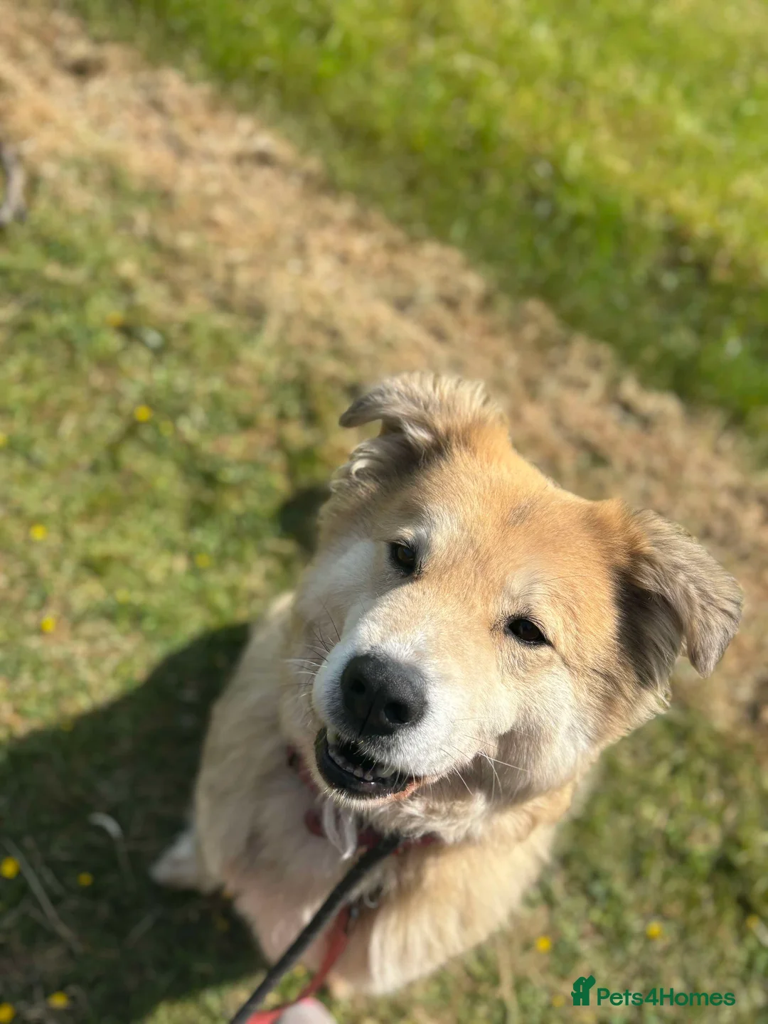 Mixed Breed dogs for adoption: Meet Paddy, currently residing in Cheshire  in Nantwich - Advert 23