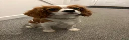 Cavalier King Charles Spaniel dogs for sale: Harper the Cavalier King Charles Spaniel - Advert 1