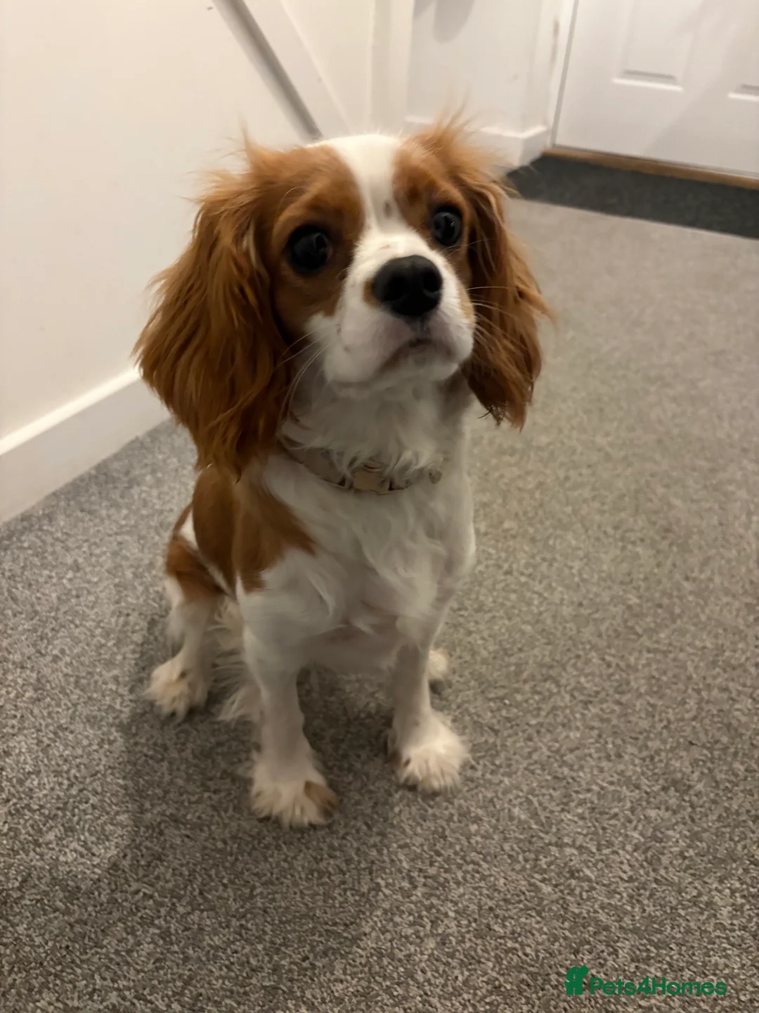 Cavalier King Charles Spaniel dogs for sale: Harper the Cavalier King Charles Spaniel - Advert 1