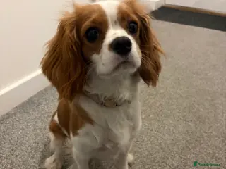 Cavalier King Charles Spaniel dogs Harper the Cavalier King Charles Spaniel - Advert 13