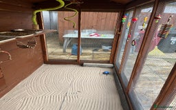 Budgerigars birds for sale: Budgies with an Aviary available. - Image 15