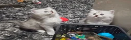 Mixed Breed cats for sale: Ragdoll x scottish straight - Advert 4
