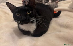 Savannah cats for sale: Sooty the sweetest Savannah cross - Image 13