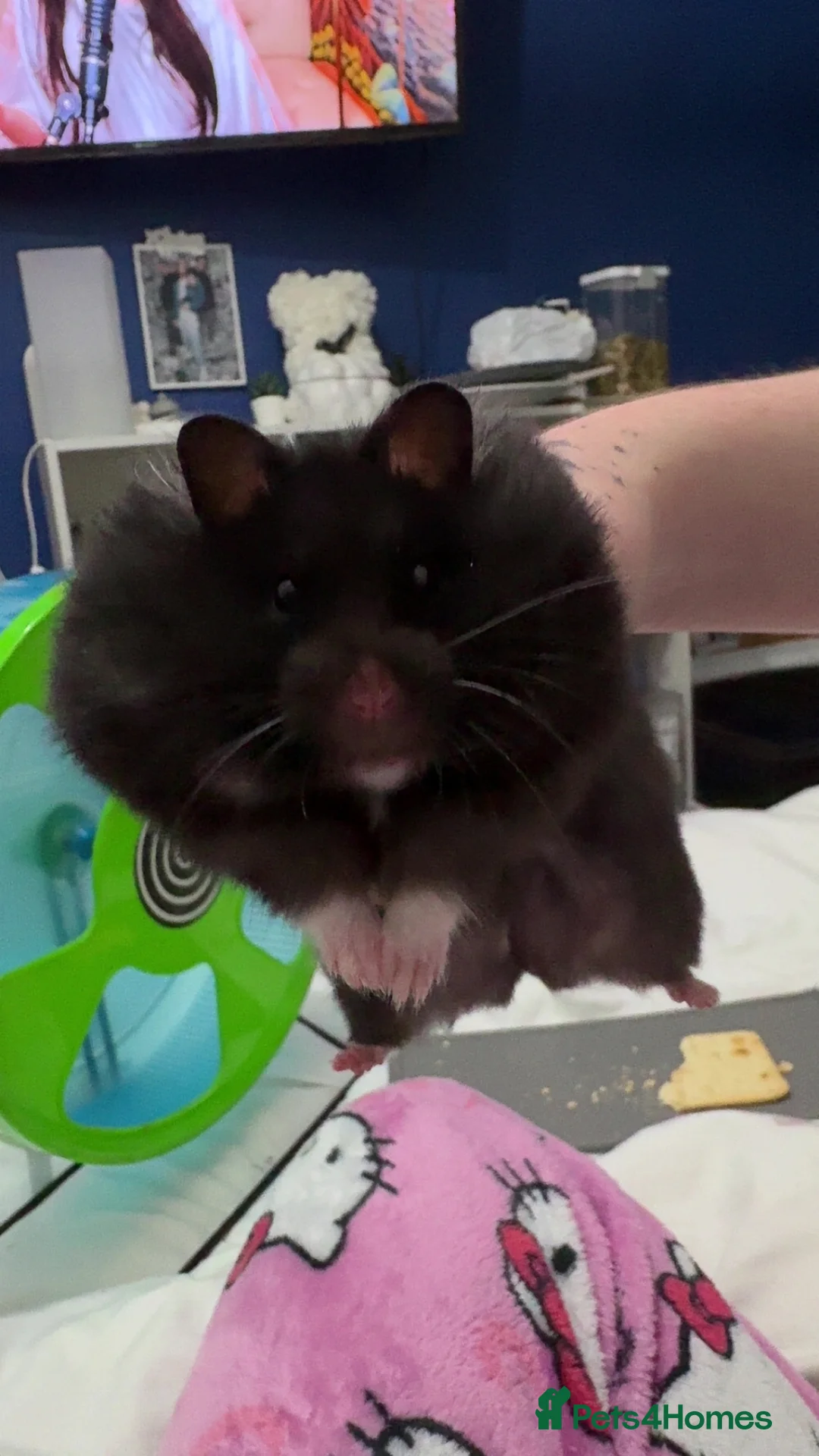 Hamster rodents for sale: Toasty the hamster  in Retford - Advert 2