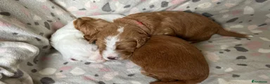 Australian Labradoodle Puppy 1