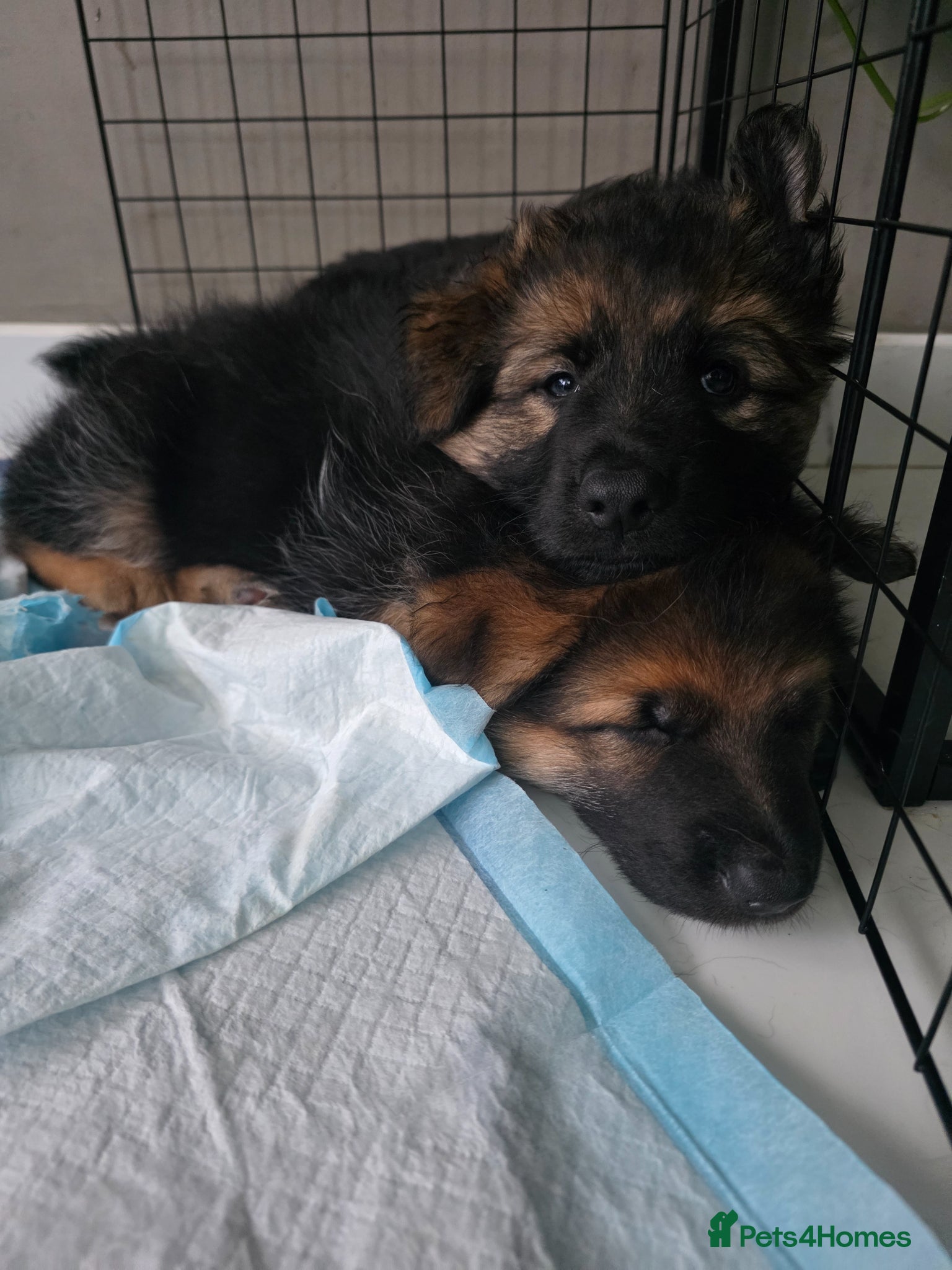 German Shepherd dogs Stunning german shepherd puppies for sale! - Advert 4