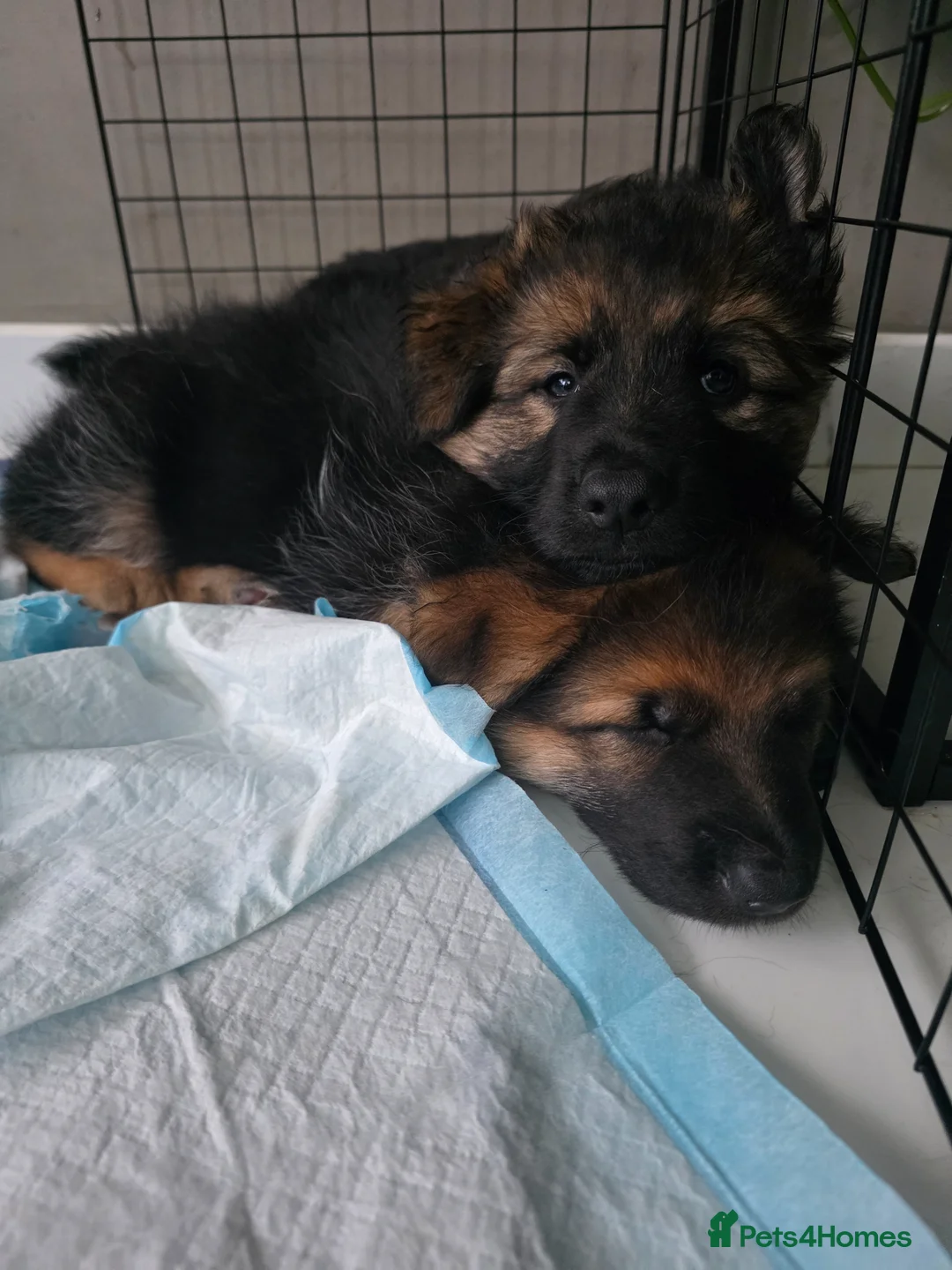 German Shepherd dogs for sale: Stunning german shepherd puppies for sale! - Advert 1