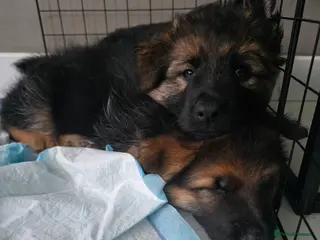 German Shepherd dogs Stunning german shepherd puppies for sale! - Advert 4