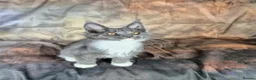 Maine Coon cats for sale: Ready Now.  Tica reg Maine coon kittens  - Advert 6