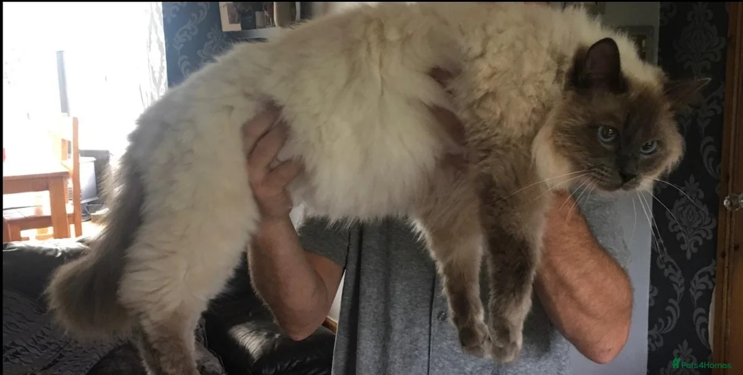 Ragdoll cats for stud: LARGE PROVEN STUD (blue point) RAGDOLL in Brighouse - Advert 2