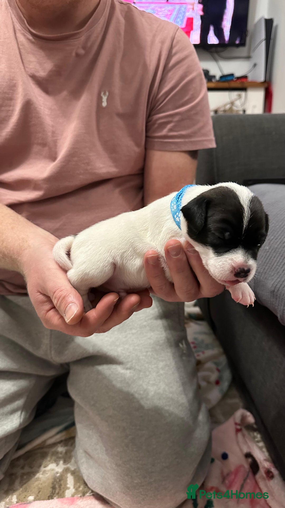 Parson Russell dogs for sale: KC registered Parsons Terriers - Advert 6