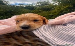 Cocker Spaniel dogs for sale: Working Cocker Spaniel Puppies  - Image 9