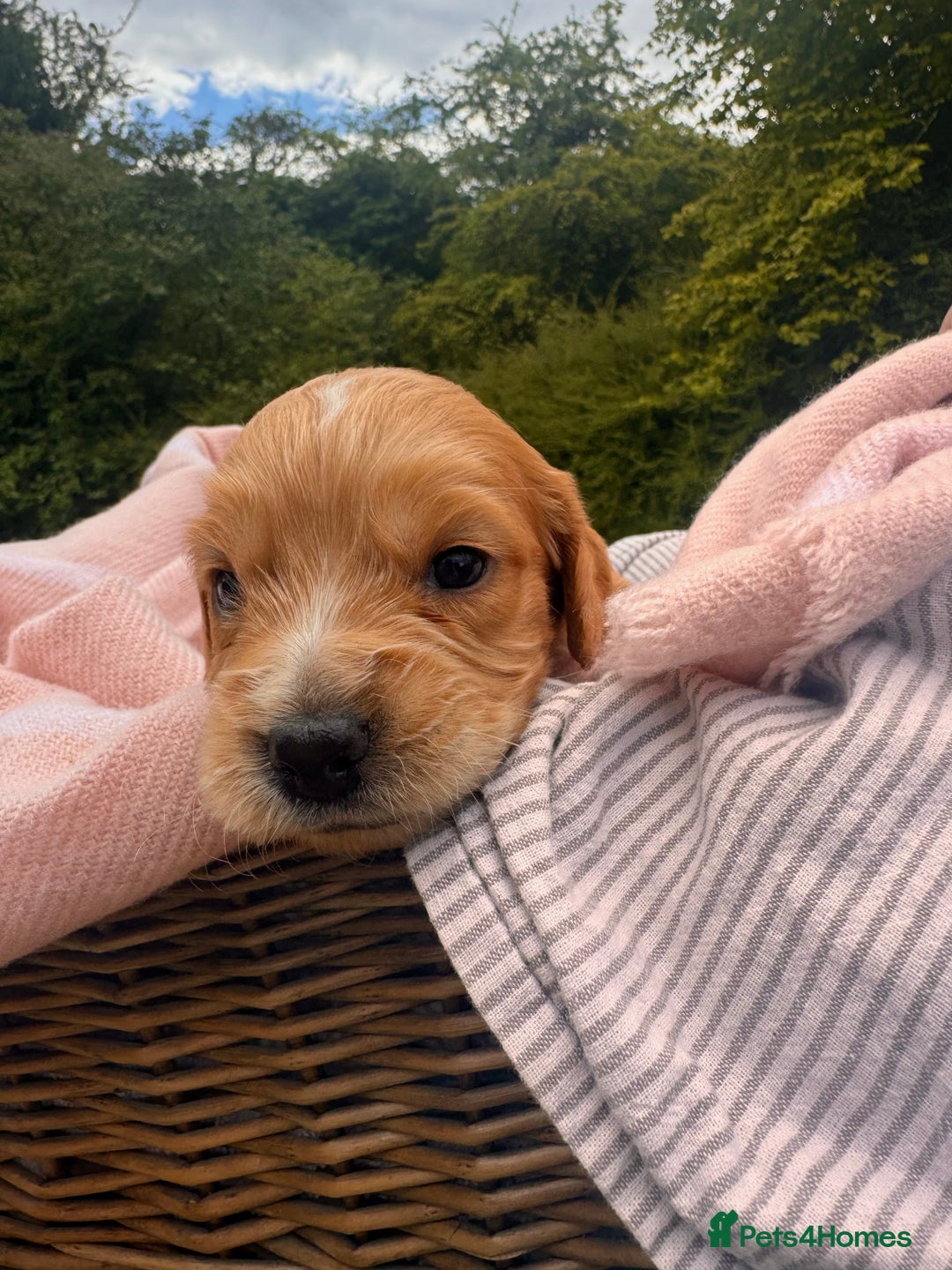 Cocker Spaniel dogs for sale: Working Cocker Spaniel Puppies  - Image 9