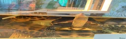 Turtle reptiles for sale: Turtles Looking for a New Home 🏡 - Advert 3