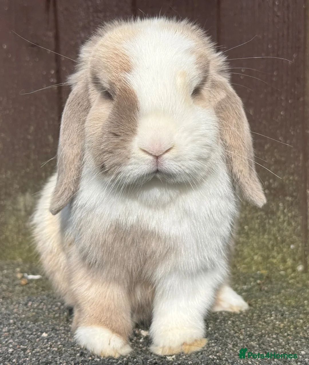 Mini Lop rabbits for sale: Torted lilac Harli vm - Advert 6