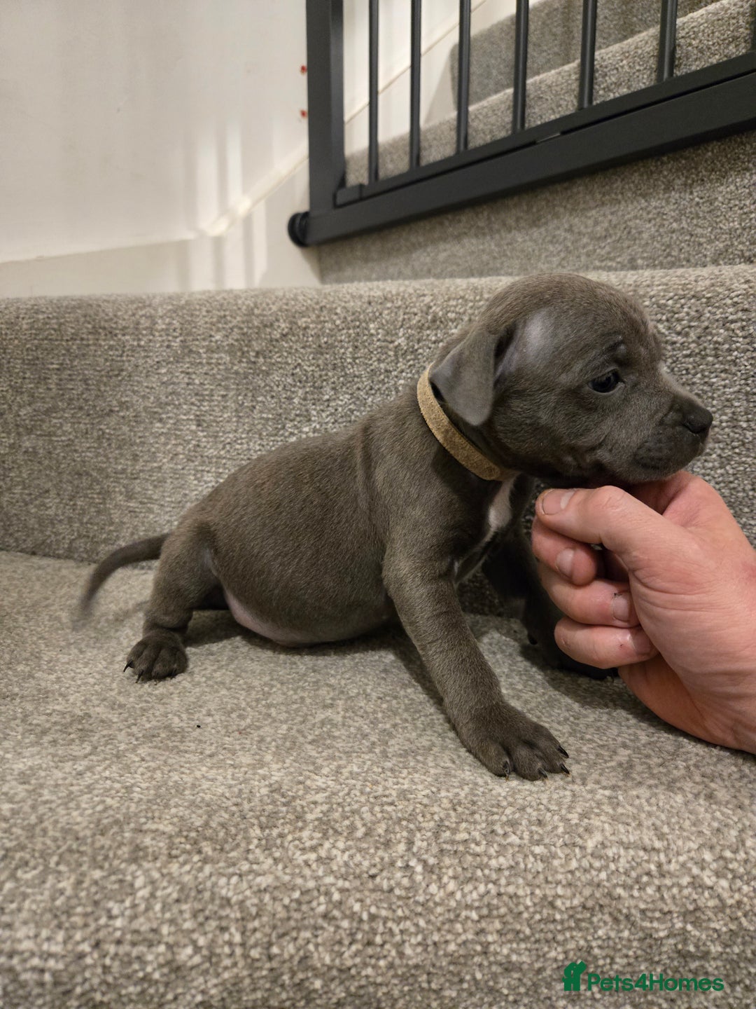 Staffordshire Bull Terrier dogs for sale: Blue Staffy Puppies 🐶 - Advert 3
