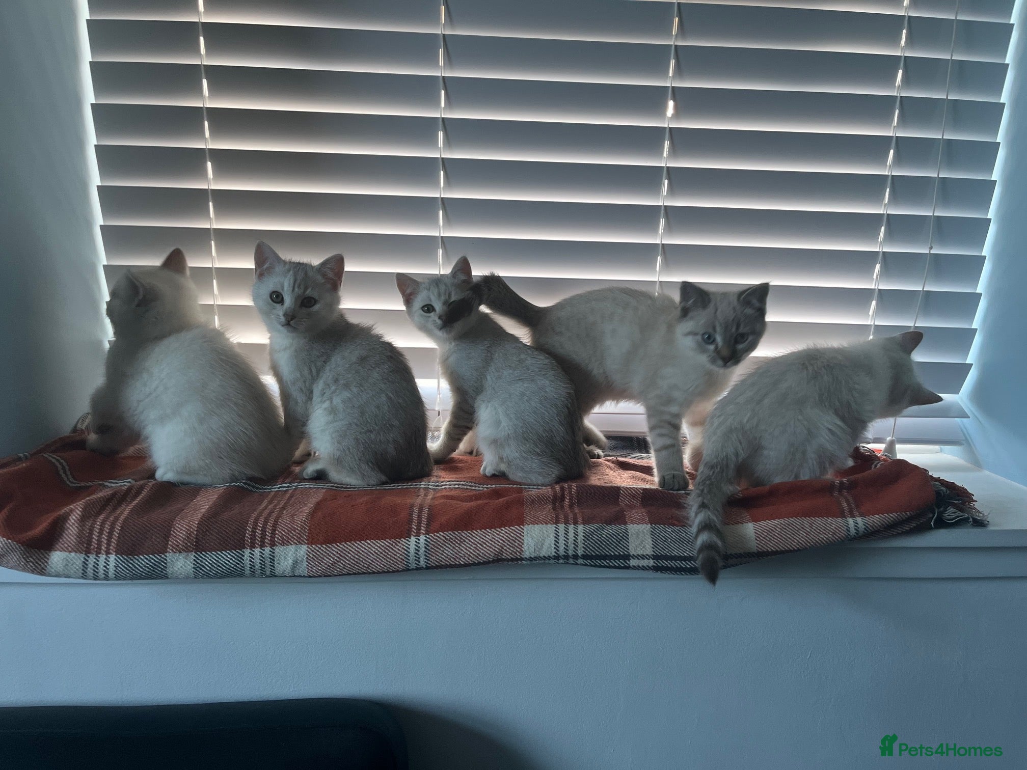 British Shorthair cats BRITISH SHORTHAIR KITTENS - Advert 9