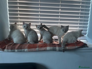 British Shorthair cats BRITISH SHORTHAIR KITTENS - Advert 3