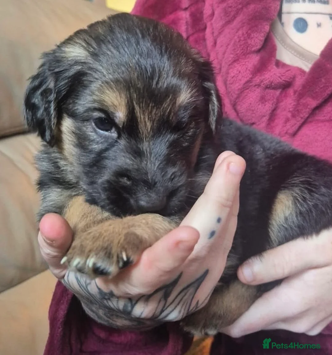 Golden Shepherd dogs for sale: ✨ Last 2 Beautiful Golden Shepherd Girls 🐾 - Advert 1