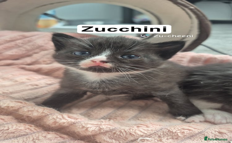 Domestic Shorthair cats - Advert 2