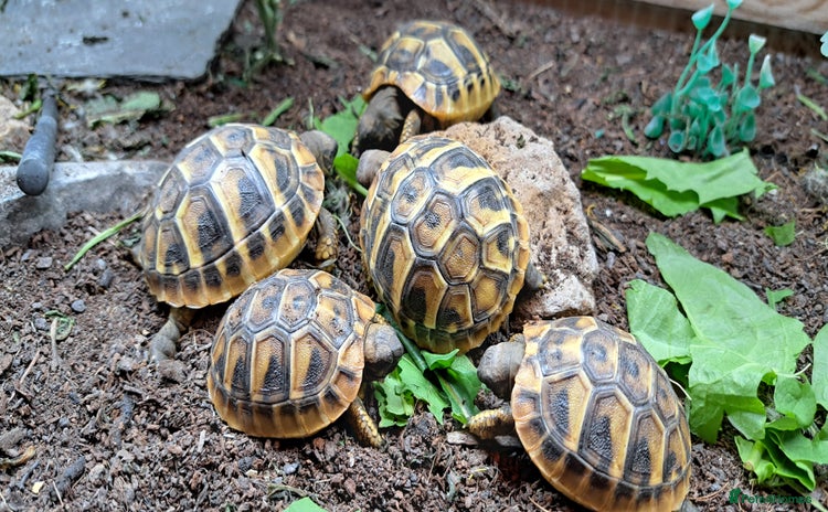 Tortoise reptiles - Advert 1